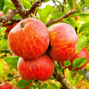 Яблоня для самых северных регионов Толунай