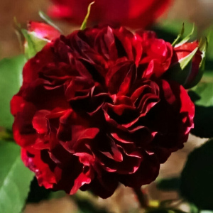 Роза чайно-гибридная премиум Энкре Нуар
