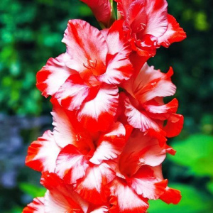 Гладиолус крупноцветковый Грейхаунд