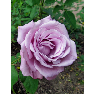 Роза чайно-гибридная Шарль де Голль 1 шт