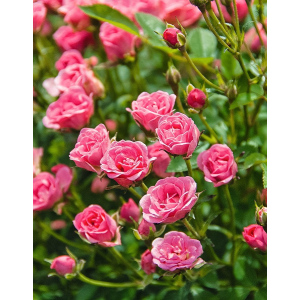 Роза миниатюрная Розовый 1 шт