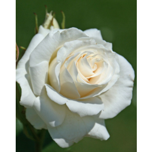 Роза чайно-гибридная Анастасия 1 шт