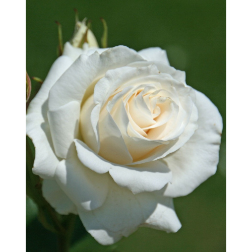 Роза чайно-гибридная Анастасия 1 шт