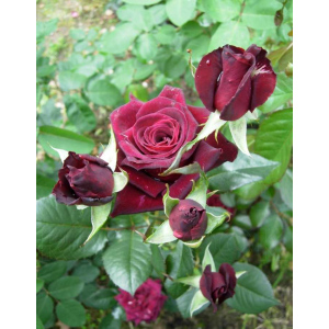 Роза плетистая Черная королева 1 шт