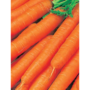 Морковь Великолепный Тутанхамон F1 (УД) 1,5гр цв.п.