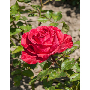 Роза чайно-гибридная Ред Интернешнл 1 шт