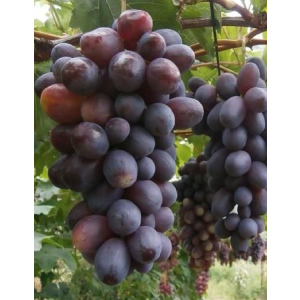 Виноград плодовый Бешевский (Бал) 1 шт