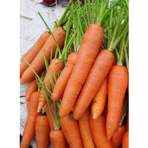 Морковь Хрустящее Счастье (УД) 2 гр цв п