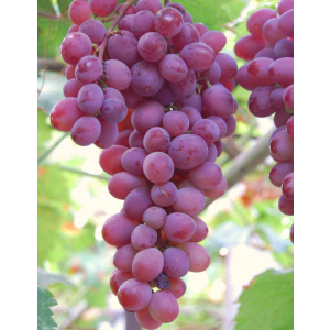 Виноград плодовый Виктория 1 шт