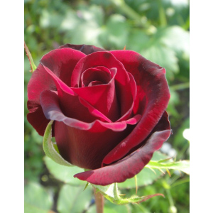 Роза чайно-гибридная Норита 1 шт
