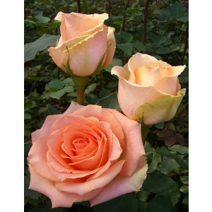 Роза чайно-гибридная Версилия 1 шт