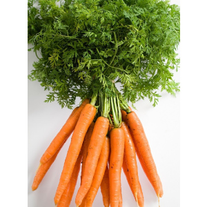 Морковь Олимпус (УД) 1,5 гр цв.п. (Овощной Рай)