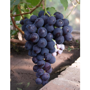 Виноград плодовый (Vitis L.) Рошфор 1 шт