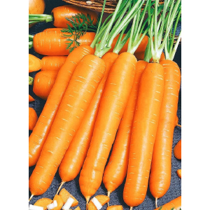 Морковь Сочная и сладкая (УД) 2 гр цв.п.