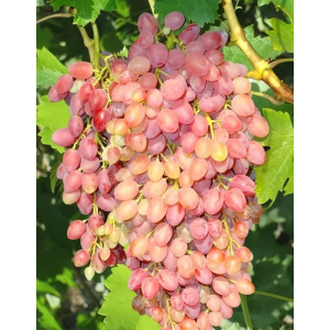Виноград плодовый (Vitis L.) кишмиш Лучистый 1 шт
