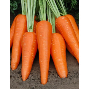 Морковь Абако F1 (Seminis) 0,5г цв.п.