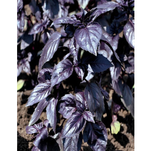 Базилик овощной Фиолетовый Блеск  (УД)  0,25 гр цв.п.