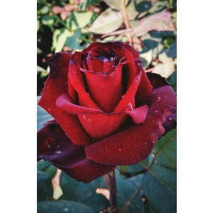 Роза чайно-гибридная Черный Принц 1 шт