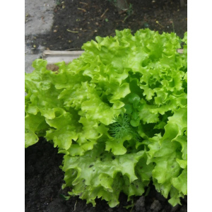 Салат Изумрудное кружево (УД) 0,25 гр цв.п