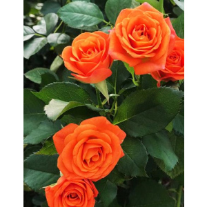 Роза миниатюрная Оранжевый 1 шт