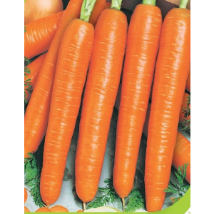 Морковь Нарбонне F1 (Bejo Zaden) 0,5 г цв.п.