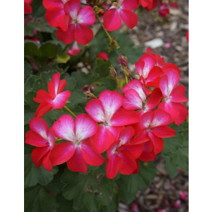 Пеларгония садовая Апачи F1 Роуз биколор (Hemgenetics) 5 шт