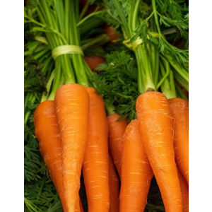 Морковь Карамель (УД) 1 гр цв п