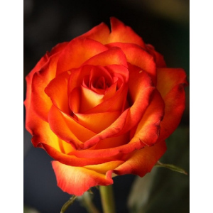 Роза чайно-гибридная Высший Свет 1 шт