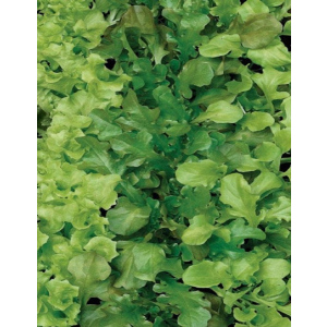 Салат Бейби Ливз зеленый (УД) 0,25 гр цв.п