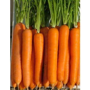 Морковь Лагуна F1 (Nunhems) 0,5г цв.п.
