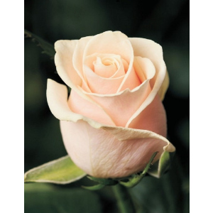 Роза чайно-гибридная Талея 1 шт