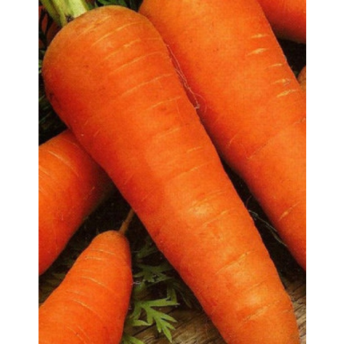 Морковь Рогнеда 2 гр б.п.