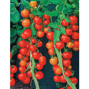 Томат 1000 и 2 помидорки (УД) 20 шт цв.п