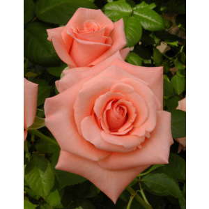 Роза чайно-гибридная Аве Мария 1 шт
