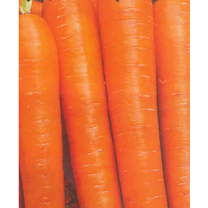 Морковь Нектар F1 (УД) 0,3 гр цв.п.