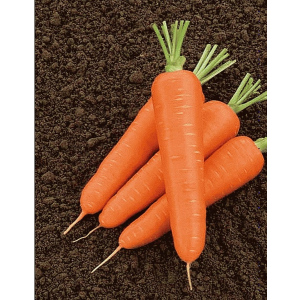 Морковь Олимпо F1 (Vilmorin) 0,5г цв.п.