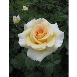 Роза чайно-гибридная Ла Перла 1 шт