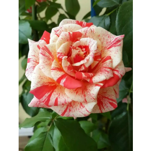 Роза чайно-гибридная Филателия 1 шт