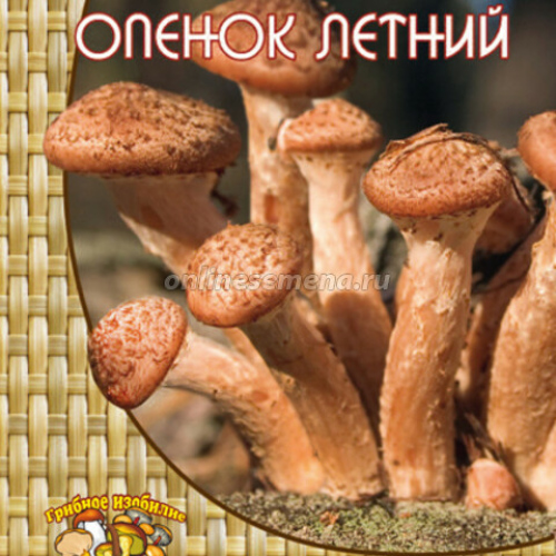 Опёнок летний (12 шт.)