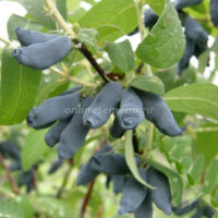 Жимолость съедобная Княгиня