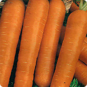 Морковь "Гавриш" Настена на ленте 8м