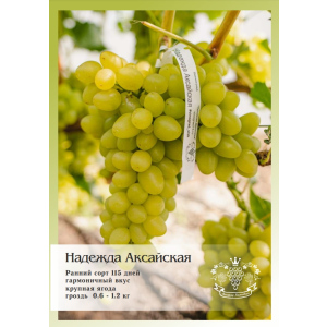 Саженцы винограда Надежда Аксайская
