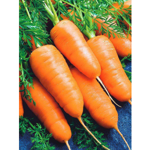 Морковь "Аэлита" Шантенэ 2461 2г (Б/П)