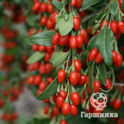 Годжи ягоды (Дереза обыкновенная)