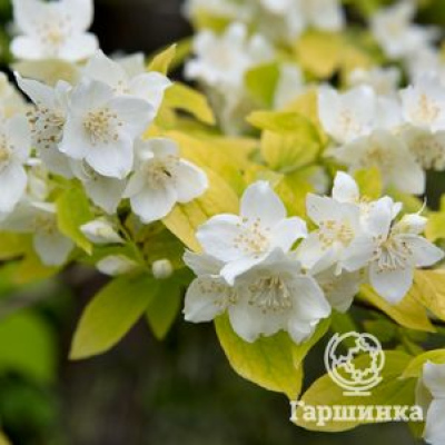 Чубушник Ауреус