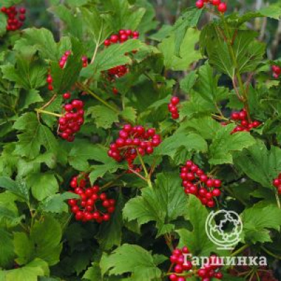 Калина Компактум