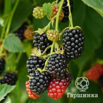 Ежевика Виктория