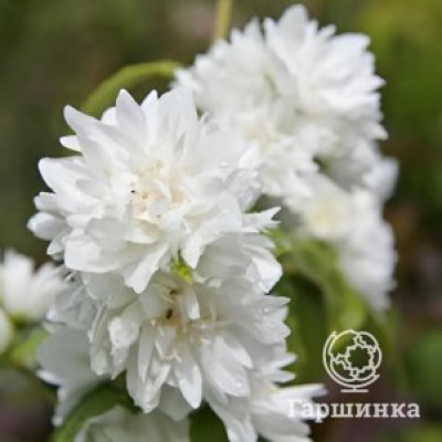 Чубушник (жасмин садовый) Снежная буря