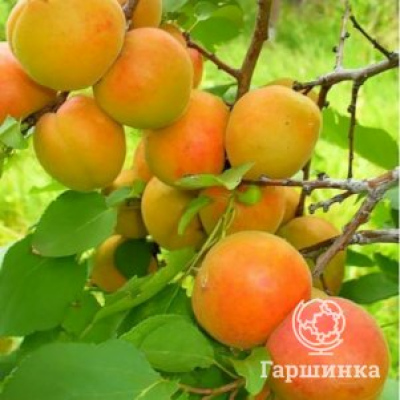 Абрикос Царский