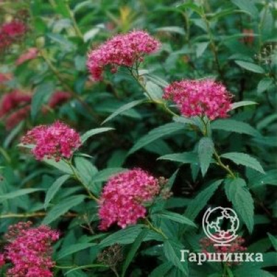 Спирея Дартс Ред японская